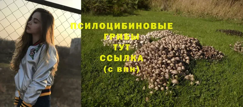 даркнет сайт  Сим  Галлюциногенные грибы Psilocybe 